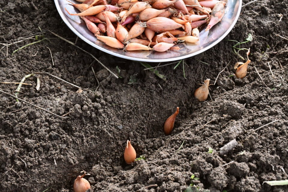 5 Reasons To Plant Onions in Fall + How To Do It