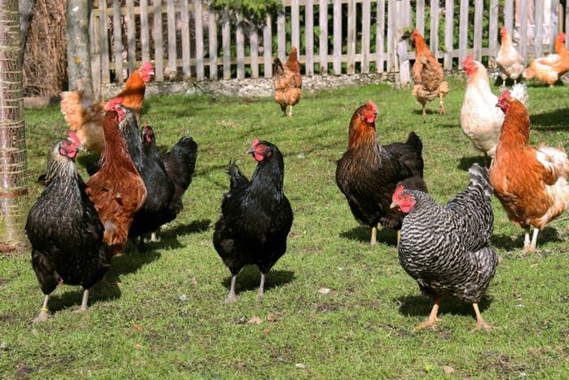 How To Train Your Chickens to Come When Called in One Week