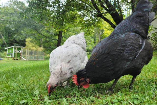 How To Train Your Chickens to Come When Called in One Week