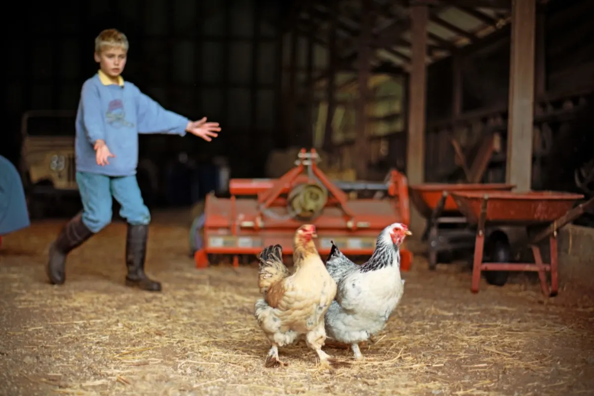 how to train your dog around chickens