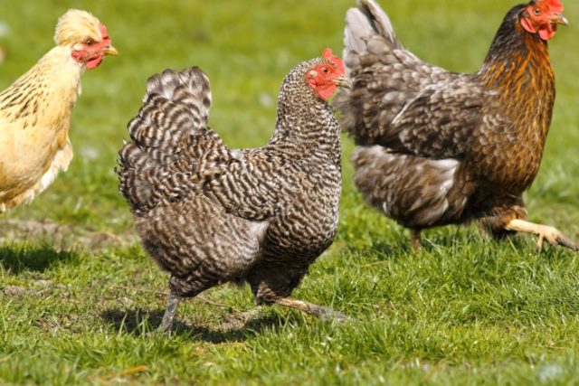 How To Train Your Chickens to Come When Called in One Week