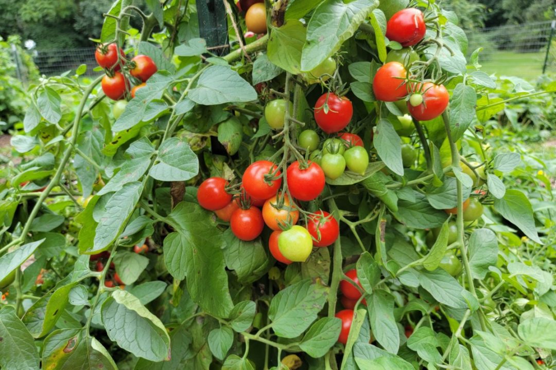 Plant Tomatoes Sideways Or Bury Deeply The Secret To Huge Harvests