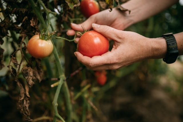 9 Essential Fall Jobs for Every Tomato Grower