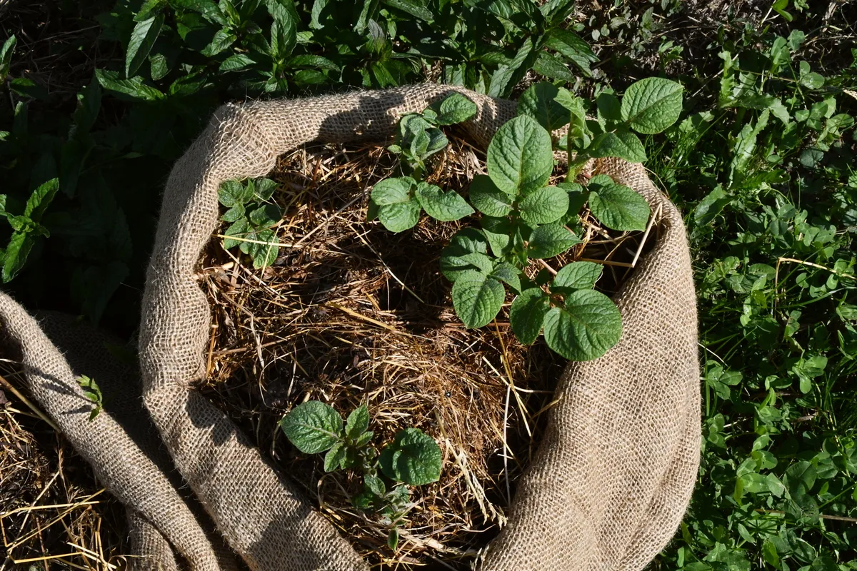 https://www.ruralsprout.com/wp-content/uploads/2022/10/how-to-plant-potatoes-in-sacks-main-image.jpg.webp