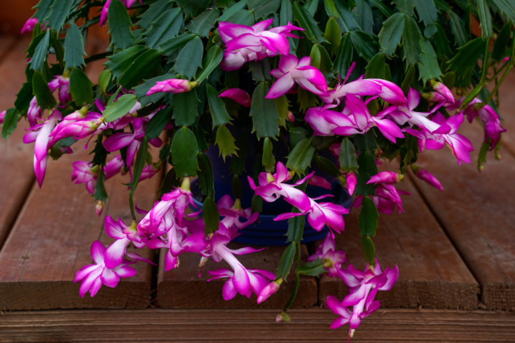 How to Propagate Christmas Cactus + 2 Secrets To Big, Blooming Plants