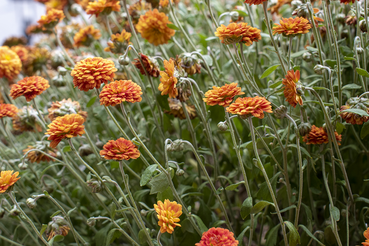 3 Tips to Extend Chrysanthemum Blooms & How to Winter Them Over