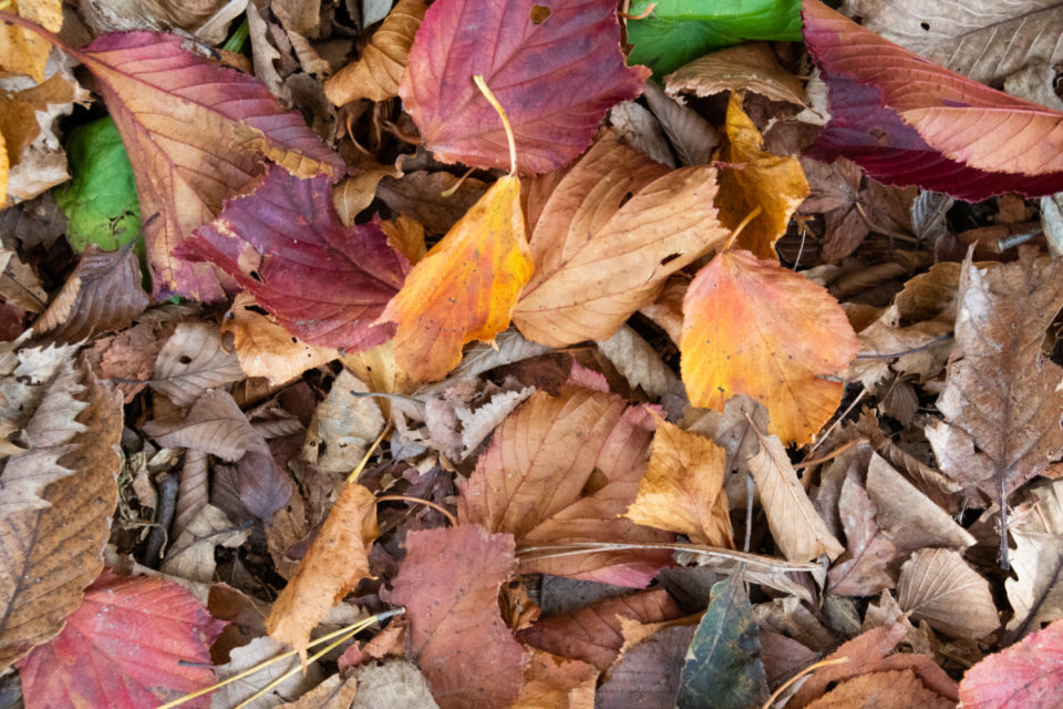 5 Good Reasons Not to Tidy Up Your Garden This Fall