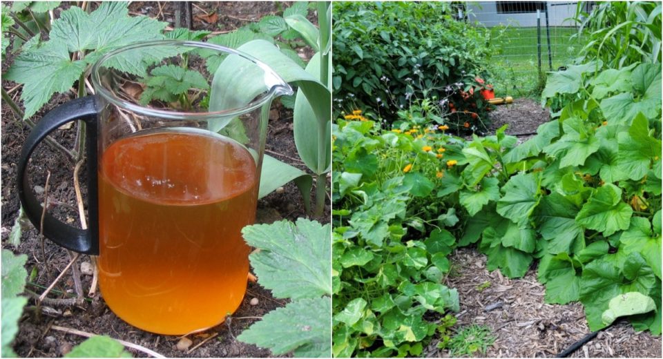 6-clever-uses-for-urine-in-the-garden