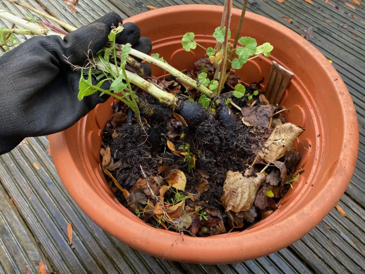 Is it ok to plant in 100% compost? I'd like to do tomatoes in the pots : r/ composting
