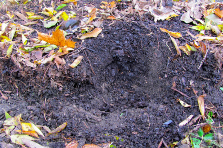 How to Harvest Leaf Mold & 4 Ways to Use It