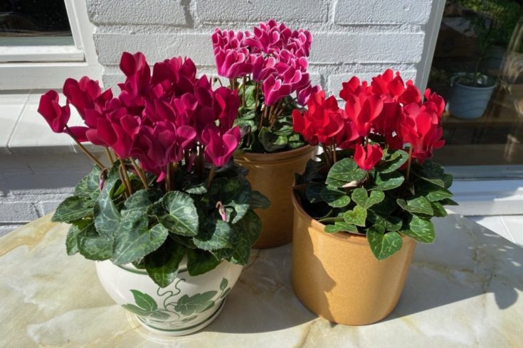 How To Care For Indoor Cyclamen Getting It To Rebloom