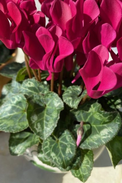 How to Care for Indoor Cyclamen & Getting it to Rebloom