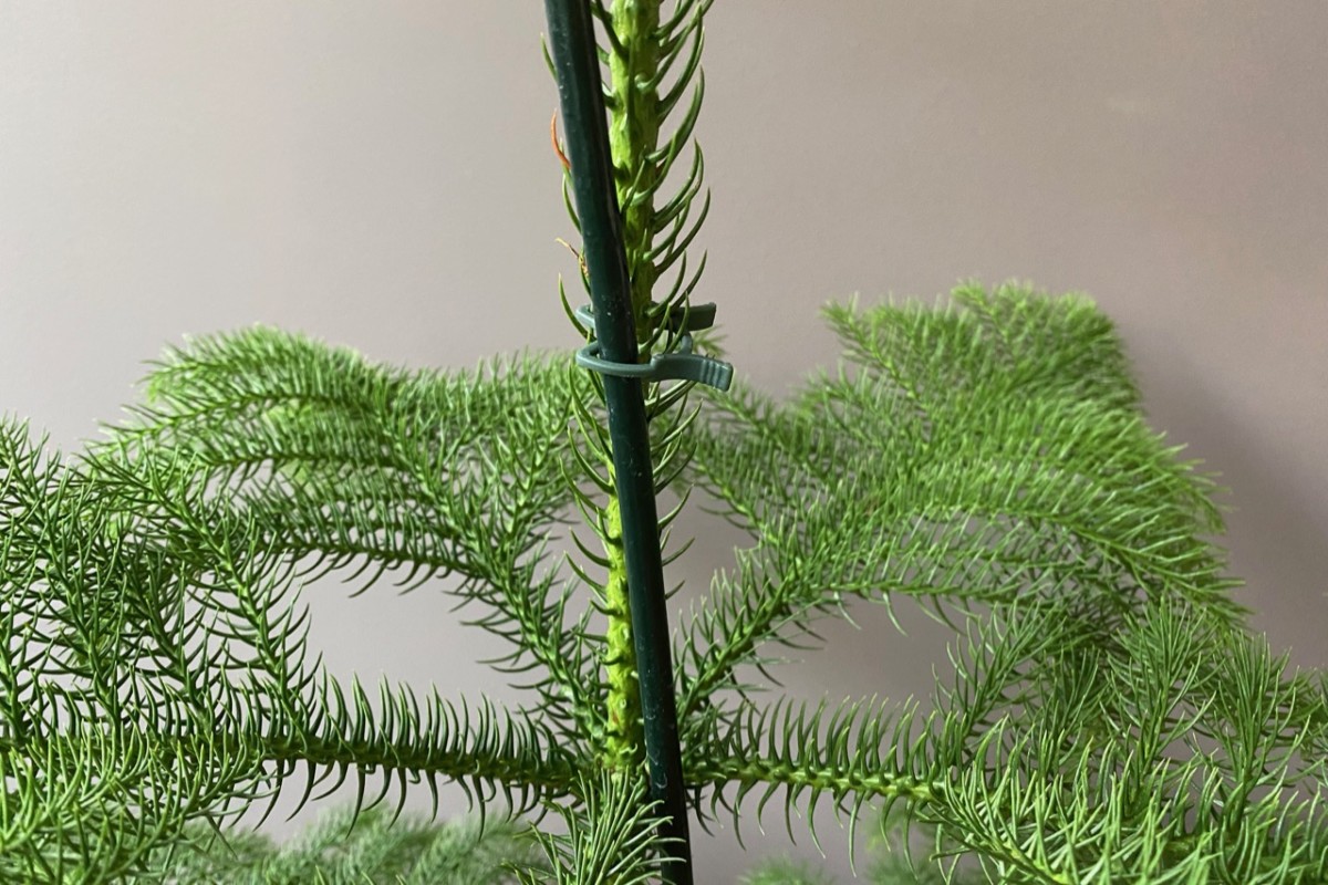 Help! 2/4 of my Norfolk Pine stems just died? Feel hard to the touch.  Should I cut them off or completely repot and remove them? :'( :  r/plantclinic