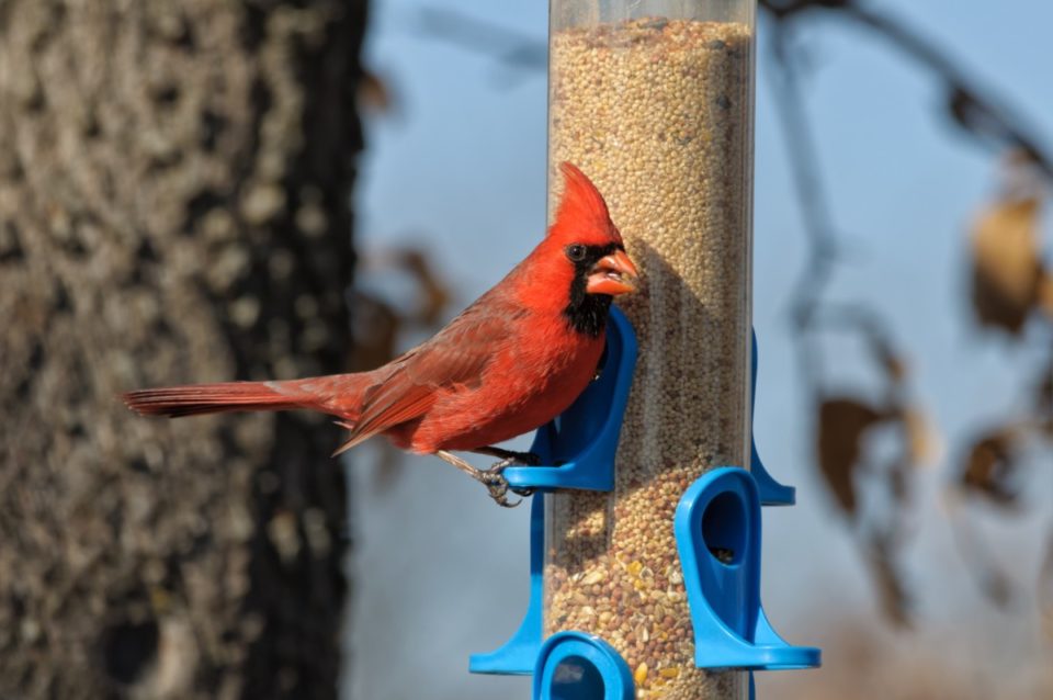 The 1 Secret to Attracting Cardinals to Your Yard + 5 Tips to Implement