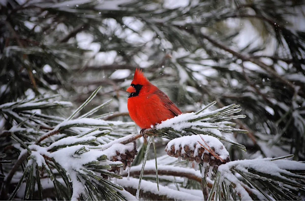 How to Attract Cardinals So You Can Enjoy Their Beauty in Your Yard