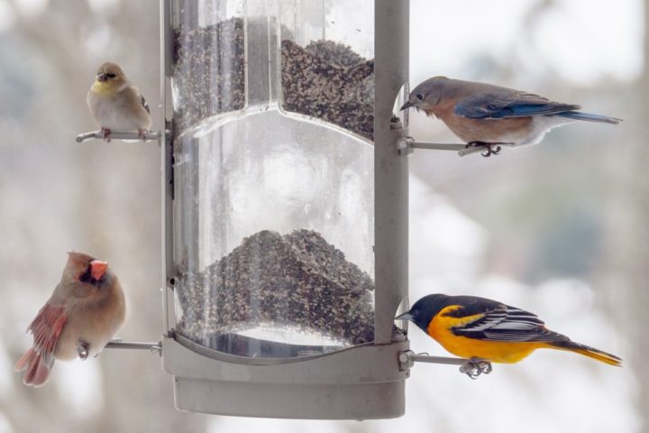 4 Ways to Deal with Bullying Blue Jays at Your Feeder