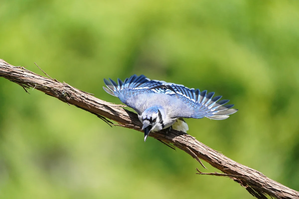 blue jay bird images