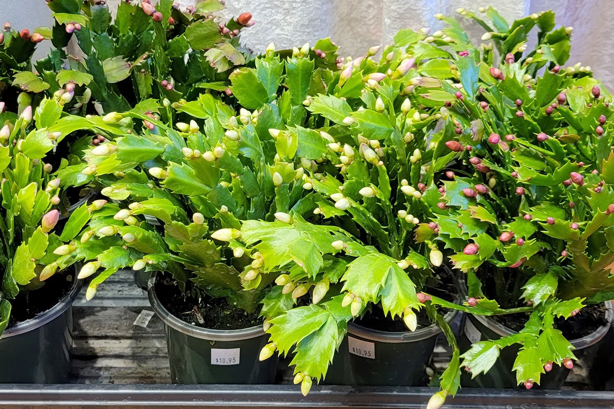 5 Things You Need To Check Before Buying a Christmas Cactus