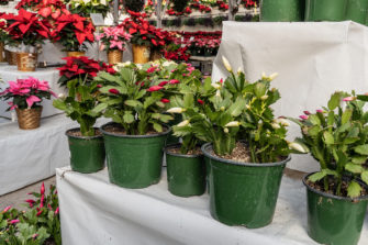 5 Things You Need To Check Before Buying A Christmas Cactus