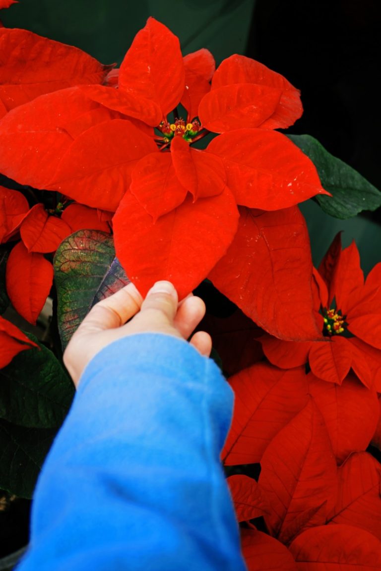 3 Ways Stores Ruin Poinsettias + How To Pick A Plant That Will Last ...