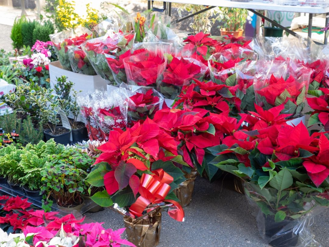 3 Quick Tips Everyone With A Poinsettia Needs To Know   Poinsettia Last Store 1080x810 