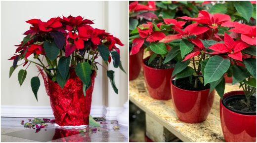 3 Ways Stores Ruin Poinsettias How To Pick A Plant That Will Last   Poinsettia Store Collage 520x290 