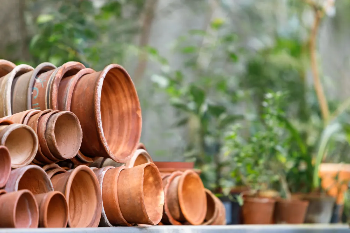 5 Tips For Gardening With Terracotta Pots