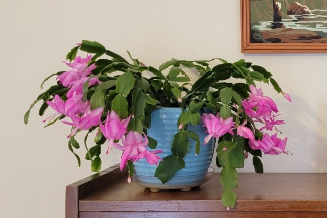 How to Buy True Christmas Cactus Online + What to do When It Arrives