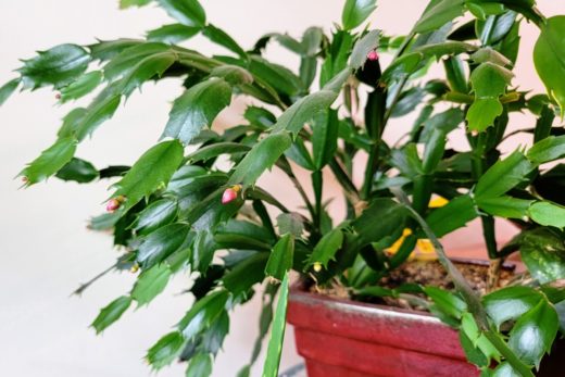 7 Christmas Cactus Mistakes That Means It Will Never Bloom