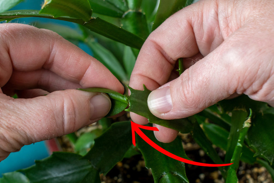 7 Christmas Cactus Mistakes That Means It Will Never Bloom