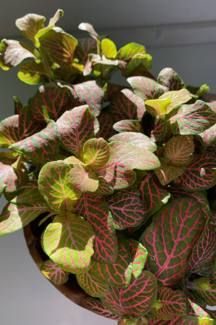 How to Care for Fittonia & Propagate the Beautiful Nerve Plant