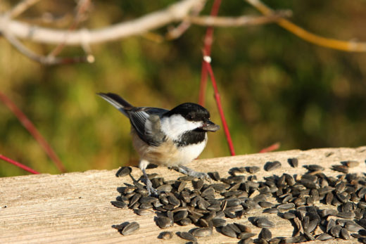 5 Worst Bird Feeding Mistakes That Means They'll Never Visit