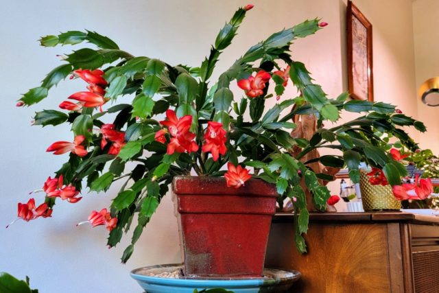 How to Buy True Christmas Cactus Online + What to do When It Arrives