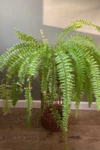 How To Care For ‘Crispy Wave’ Fern (Asplenium)