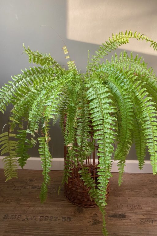 How To Care For ‘crispy Wave’ Fern (asplenium)