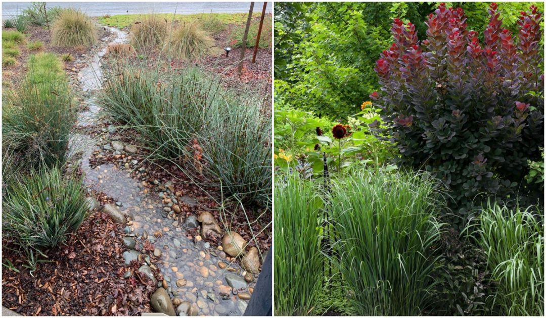 How To Start A Rain Garden + 14 Best Plants To Put In It