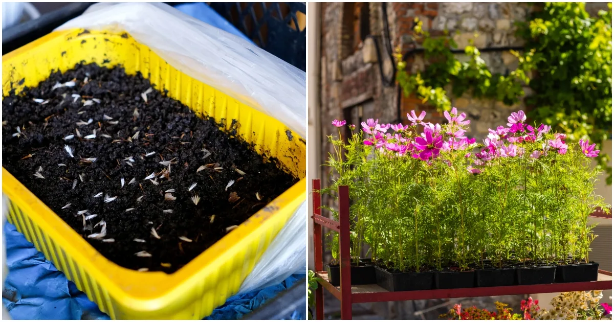Four Best Flower Seeds To Start Indoors