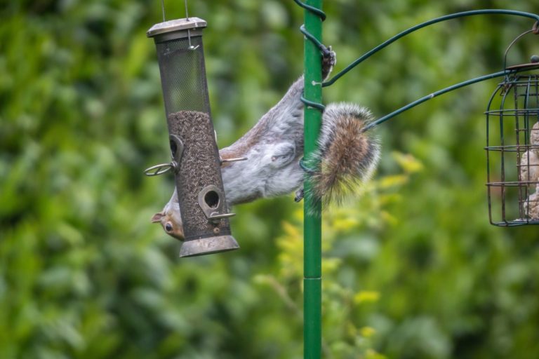 7 Tricks To Keep Squirrels Out of Bird Feeders + Best Squirrel-Proof ...