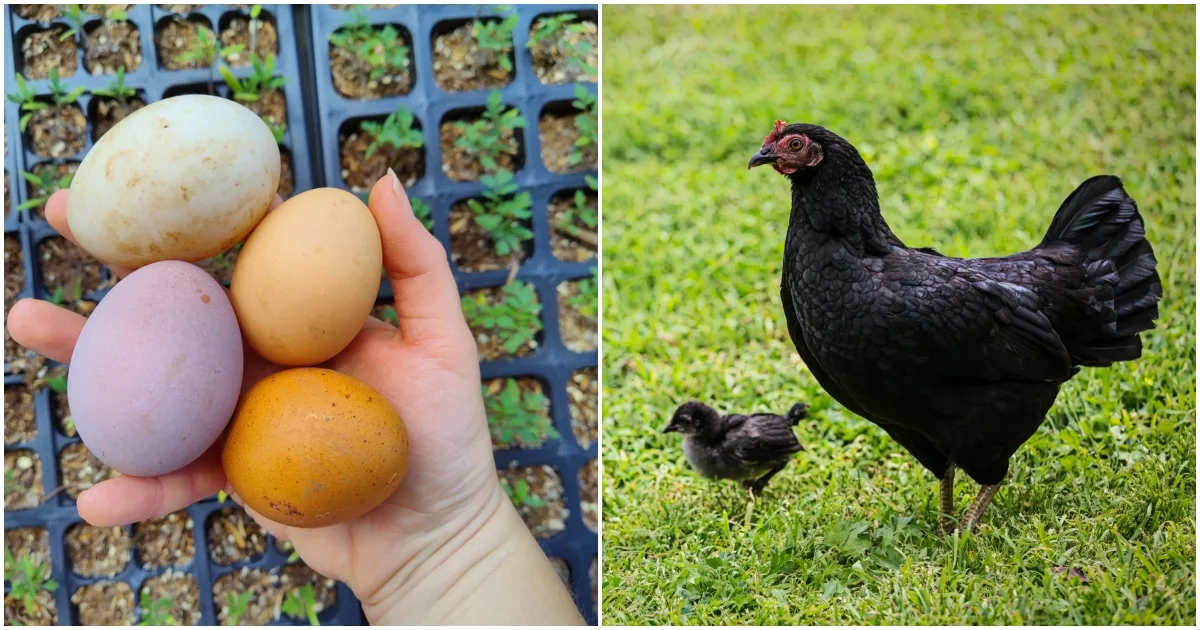 Best Chicken Breeds: 12 Types of Hens that Lay Lots of Eggs