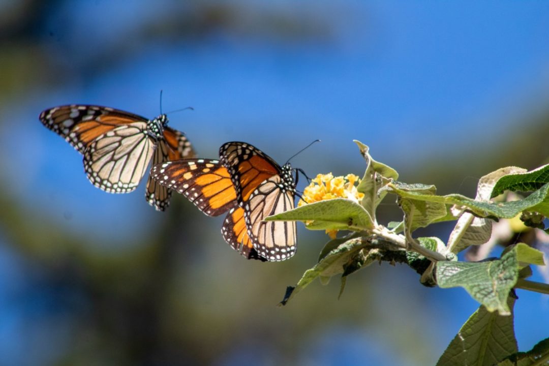 How To Collect And Grow Milkweed Seeds To Save The Monarch Butterfly 4113