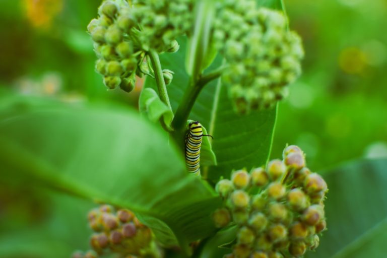 How To Collect & Grow Milkweed Seeds To Save The Monarch Butterfly