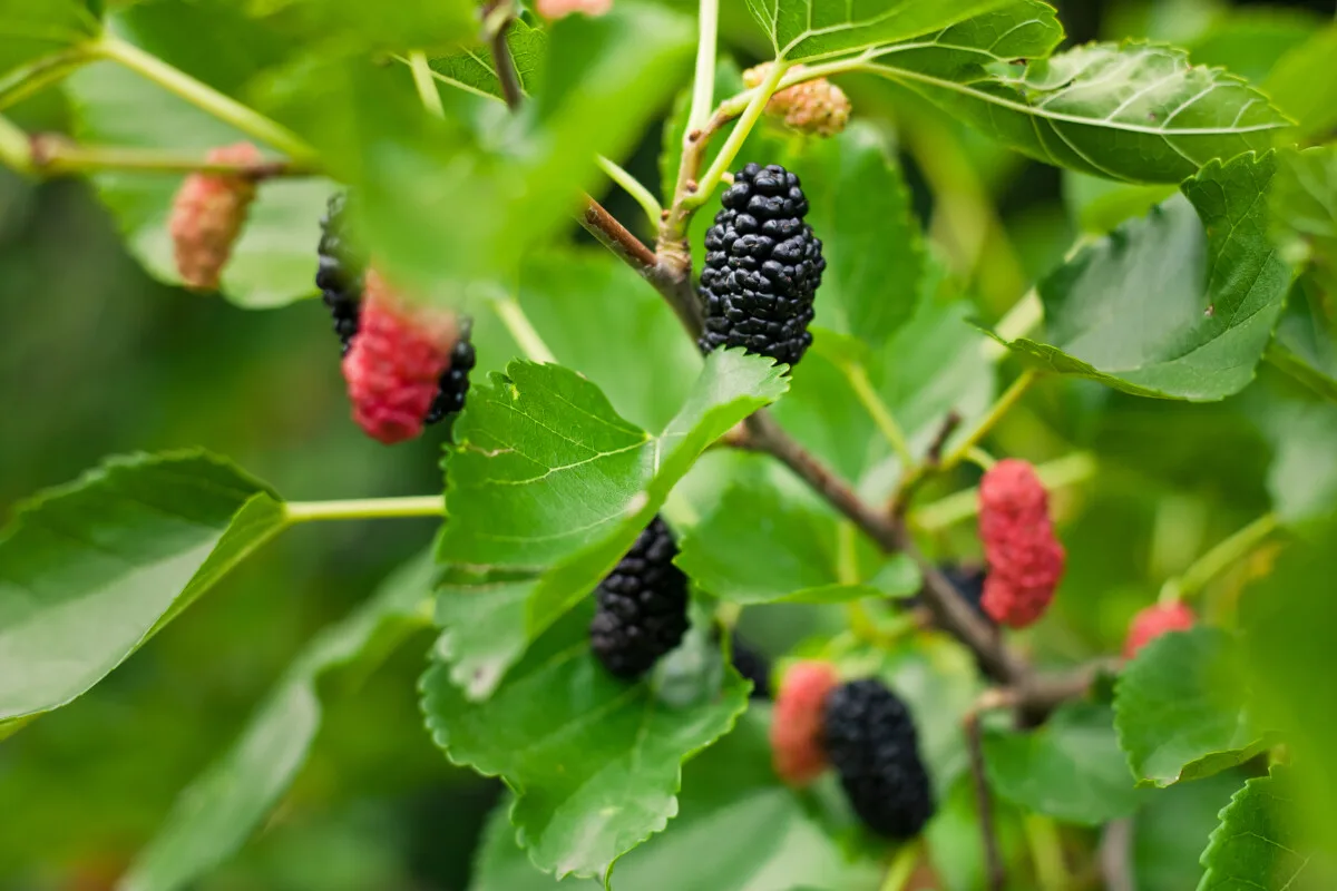11 Reasons to Plant a Mulberry Tree & Care Guide