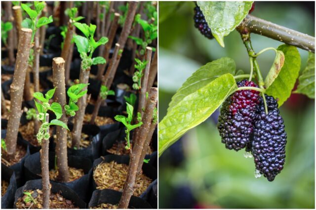 11 Reasons To Plant A Mulberry Tree And Care Guide