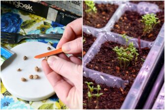 Ways To Improve And Speed Up Seed Germination Bestsurvivalskills Com