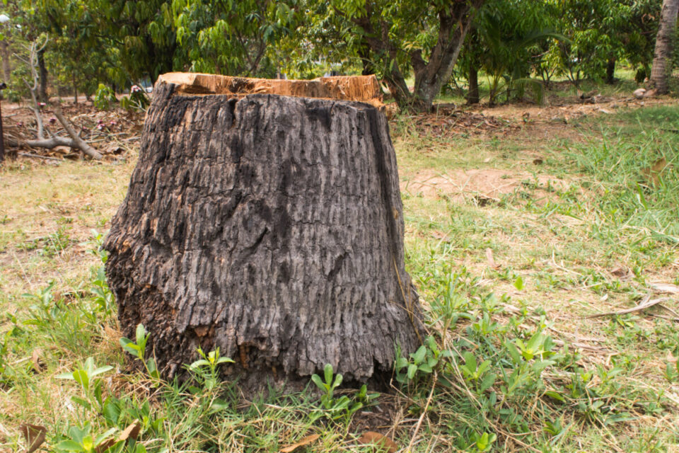 10-creative-things-you-can-do-with-a-tree-stump