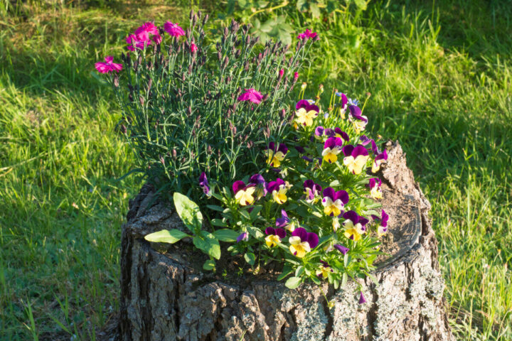 10 Creative Things You Can Do With a Tree Stump