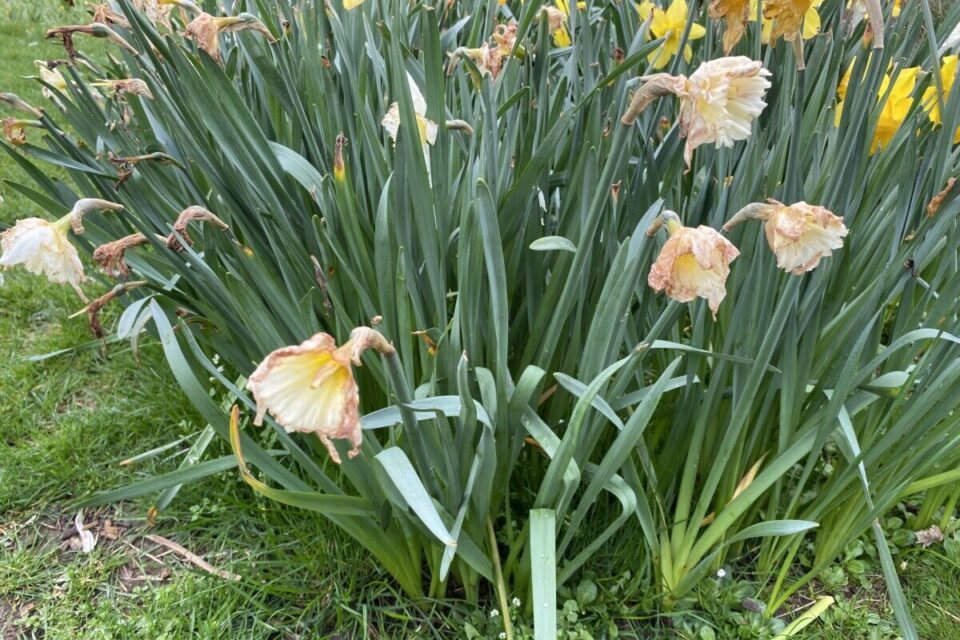 What to Do After Your Daffodils Bloom