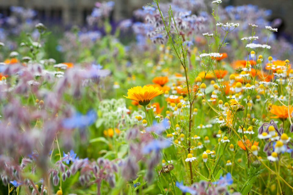 7 Smart Reasons to Plant Flowers in Your Vegetable Garden