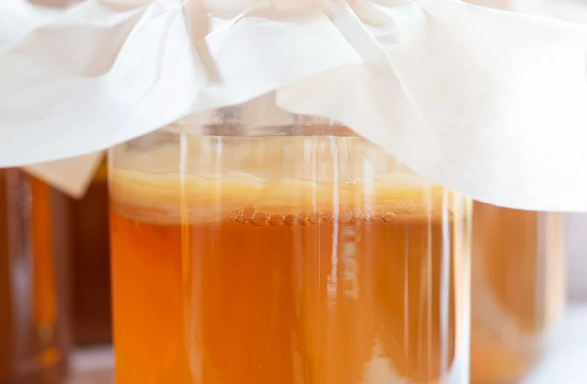 Bubbling kombucha fermenting in a large jar with a cloth over the top. 