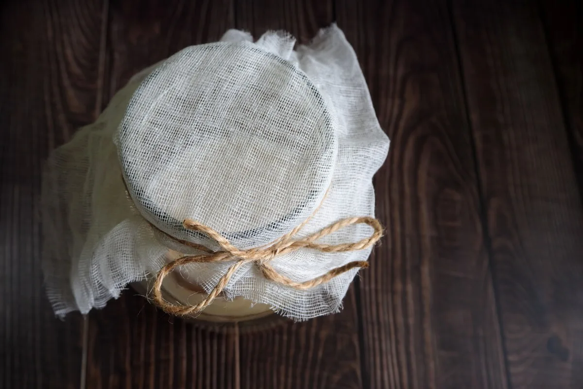 Kombucha starter in a jar with cheesecloth over the top. 